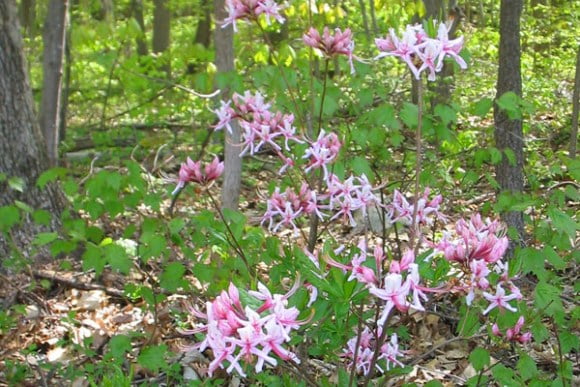 Sadsbury Woods Preserve